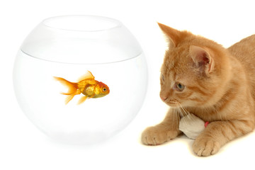 Cat fish and mouse isolated on white background