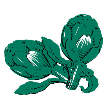 green artichokes on white background clip art preview