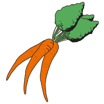orange carrots with green leaves clip art preview