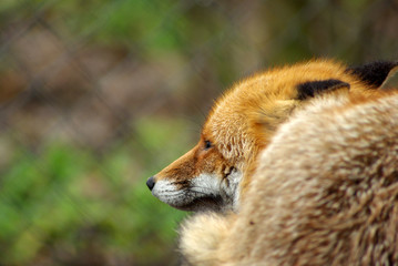 Wild red fox
