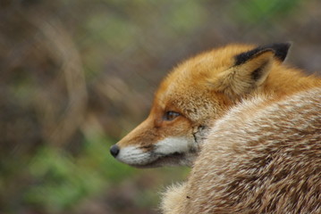 Tired rd fox
