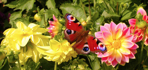 butterfly and flowers