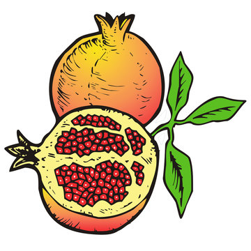 pomegranates orange yellow green cut open clip art preview