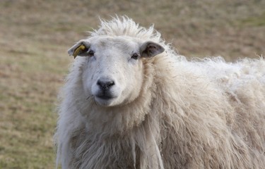 Sheep