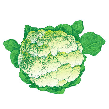 white cauliflower green leaves isolated clip art preview