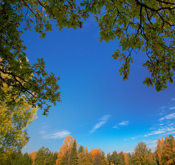 background of leaves, trees and blue sky