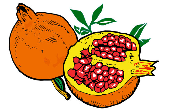orange pomegranates with red seeds and green leaves clip art preview