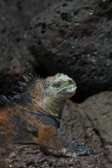 Obraz premium marine iguana on the rocks