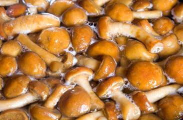Boiling mushrooms closeup