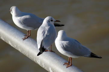 Seagulls over Main