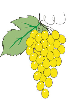 yellow grapes bunch green leaf clip art preview