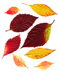 Autumn leafs on a white background