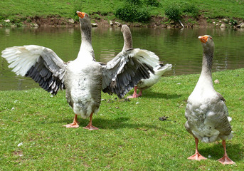 Gänse © Alexander Huber