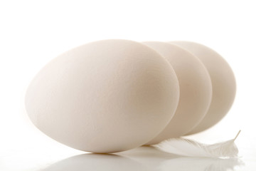 egg