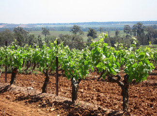 Fototapeta na wymiar Cultivated vineyard 