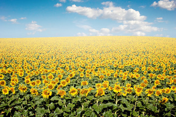 Sunflower Field