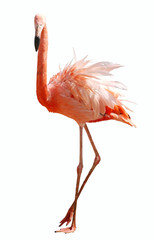 flamingo