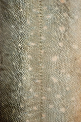 Fish scales texture #3