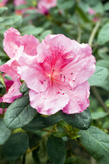 azalia
