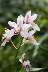 orchids