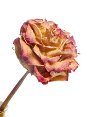 Wilted   roses isolated