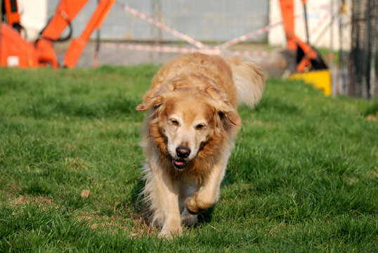 Golden Retriver
