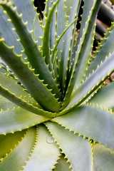 Aloe