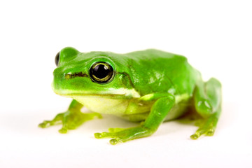 Fototapeta premium Little tree-frog on white background