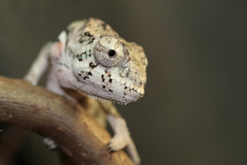 young chameleon