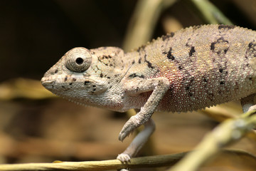 chameleon