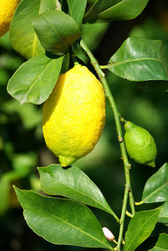 Lemons on lemon tree.