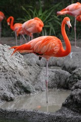 Flamingo