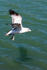 flying seagull