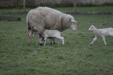 Schafmutter und Kälbchen