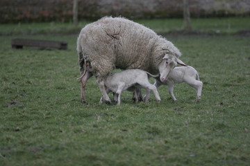 Fototapeta premium Schafmutter und Kälbchen