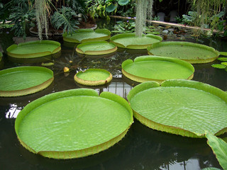 Victoria water lily