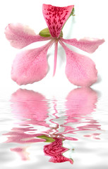 fleur orchidée au bord de l'eau