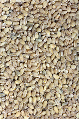 pearl barley