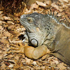 green iguana