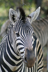 Fototapeta na wymiar Close up of a Burchell's Zebra