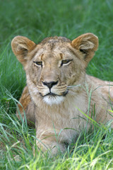 Fototapeta na wymiar Lioness # 2