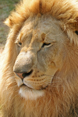 Male Lion # 1