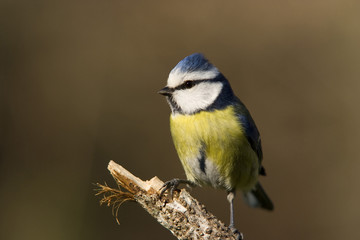 Mésange bleue
