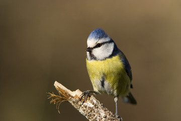 Mésange bleue
