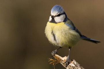 Mésange bleue