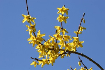 forsythia