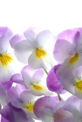 Fototapeten bunte Viola Tricolor © Anette Linnea Rasmus