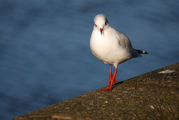 Gull
