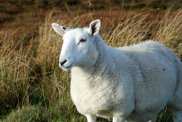 Scottish Sheep 