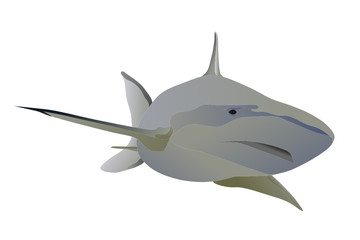 Vector big shark swimming forward